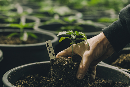 cannabis horticultural