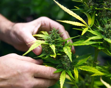 O Cannabis: How To Grow Your Own Weed Outside