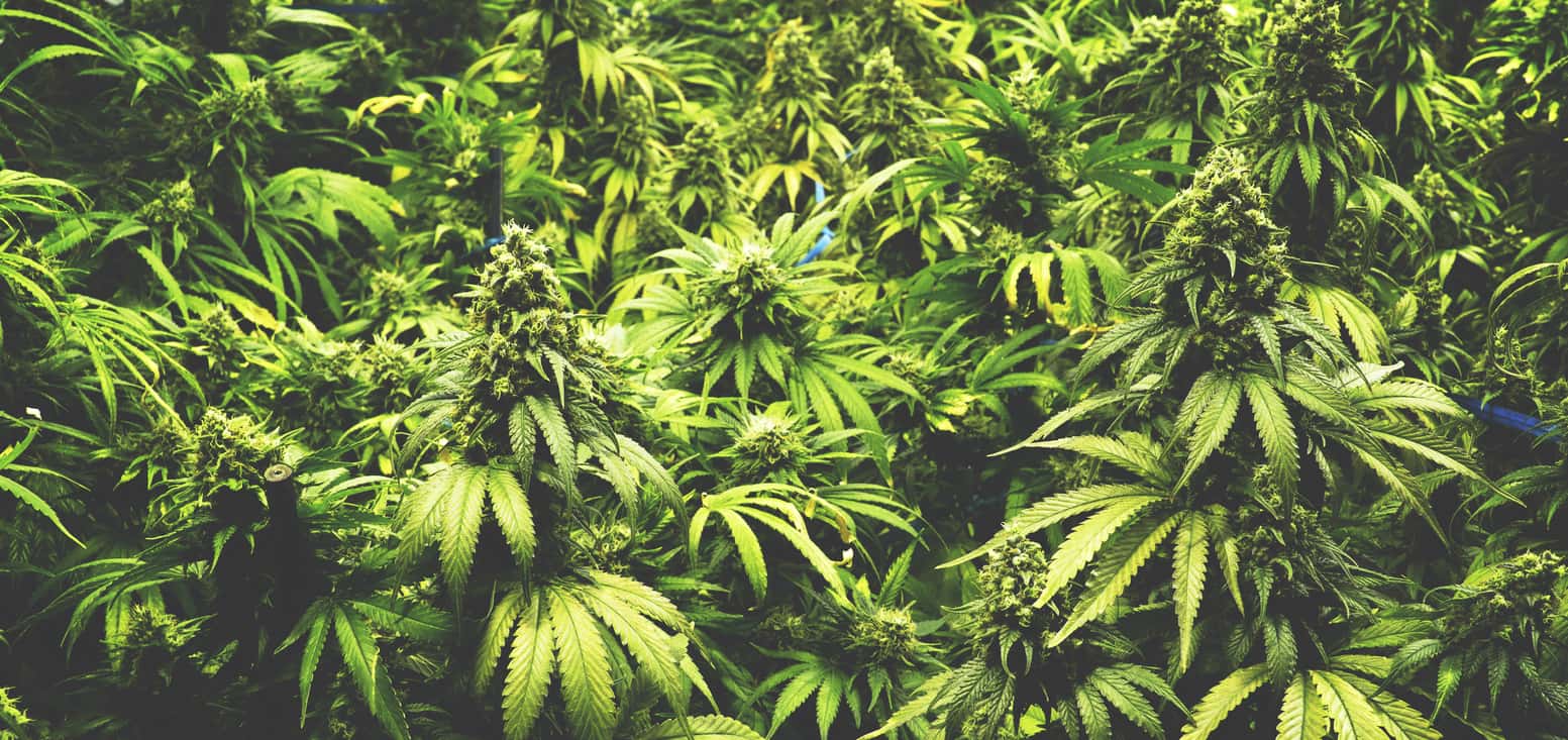 O Cannabis: How To Grow Your Own Weed Outside